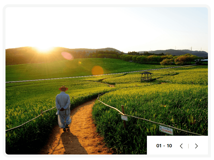 고창청보리밭축제