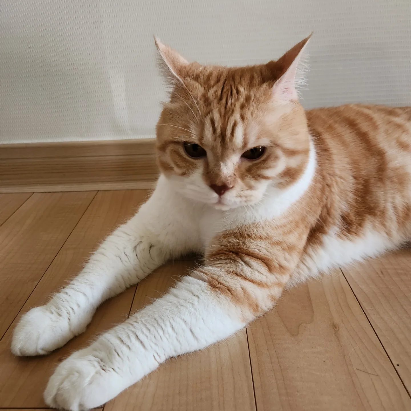 고양이 키우기 주의사항 기본 예방접종하기 동물병원 방문