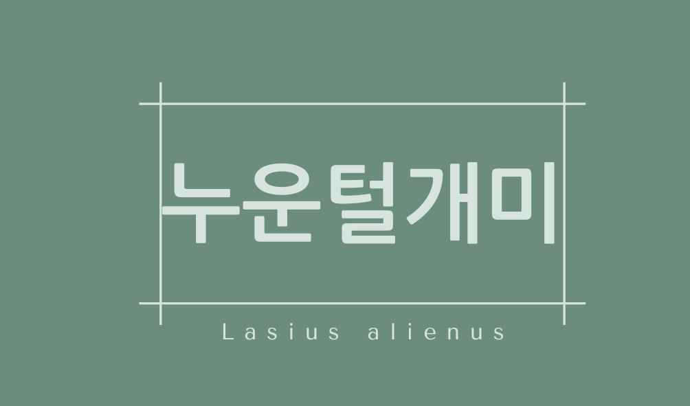 누운털개미(Lasius alienus)