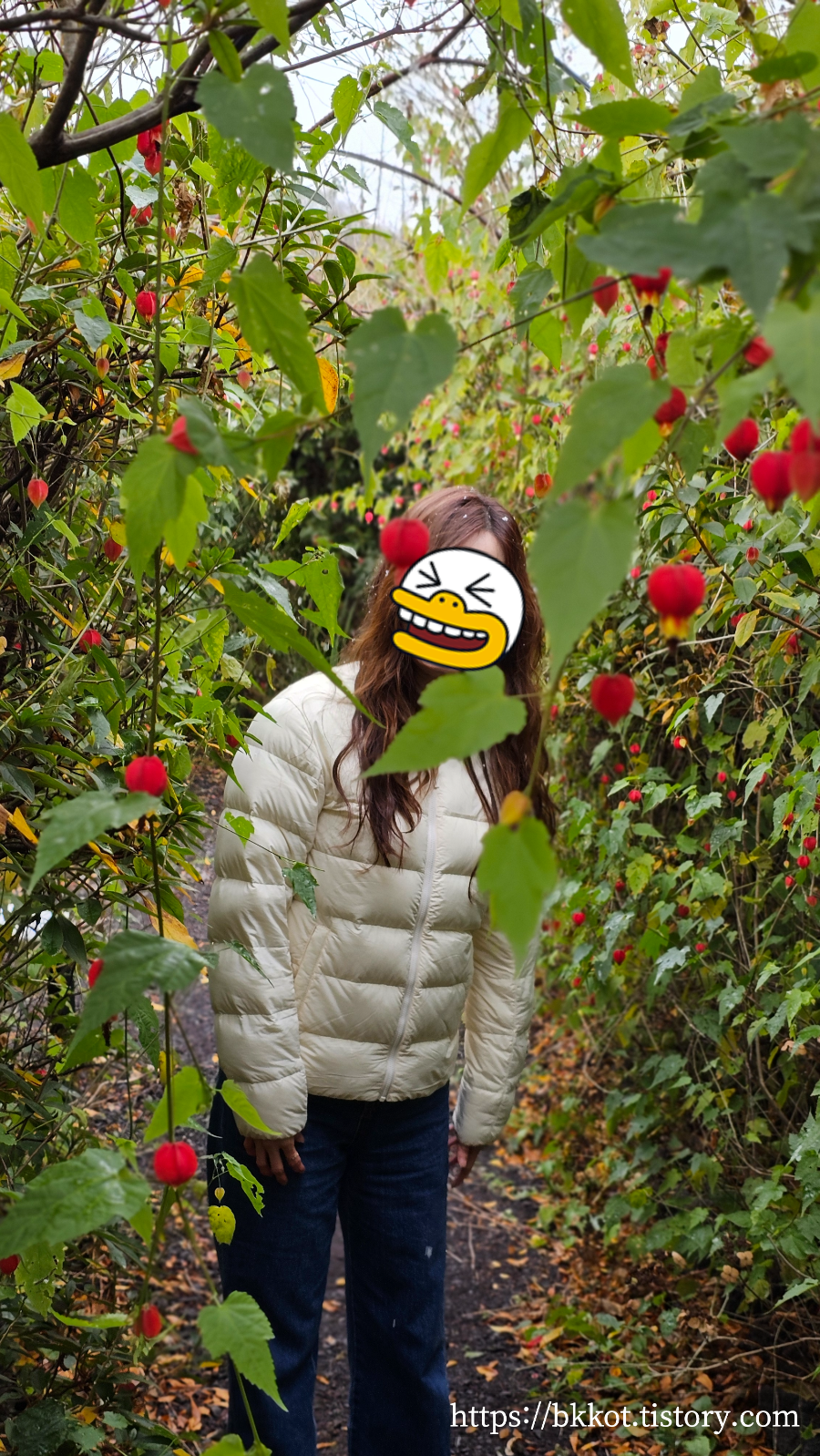 제주도 머들