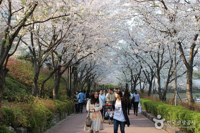 벚꽃축제 산책로-한국관광공사 출저