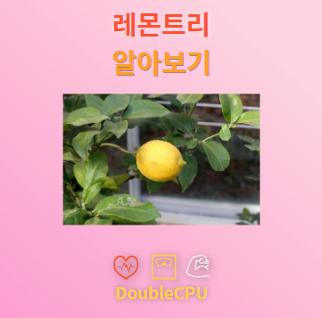 레몬트리 탐구