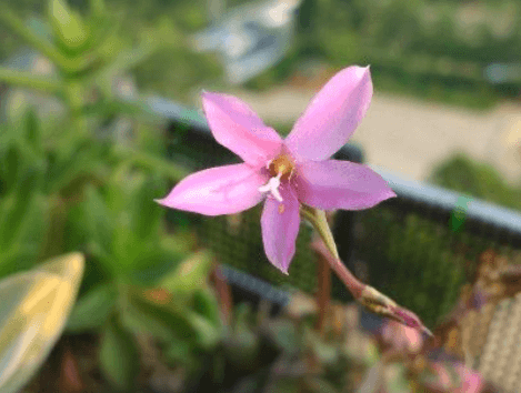 취설송 꽃말