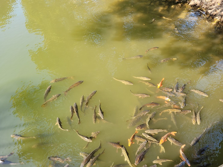 진해내수면환경생태공원-진해여행-저수지-물고기