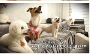 개는 훌륭하다 114회 재방송 다시보기 보는 방법
