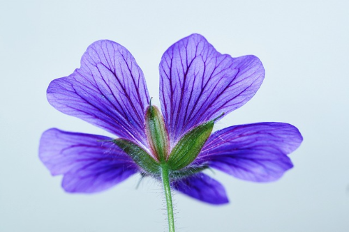 제라늄 (Geranium)의 이야기&#44; 꽃의 상징과 꽃말&#44; 종류와 색상&#44; 재배 요령