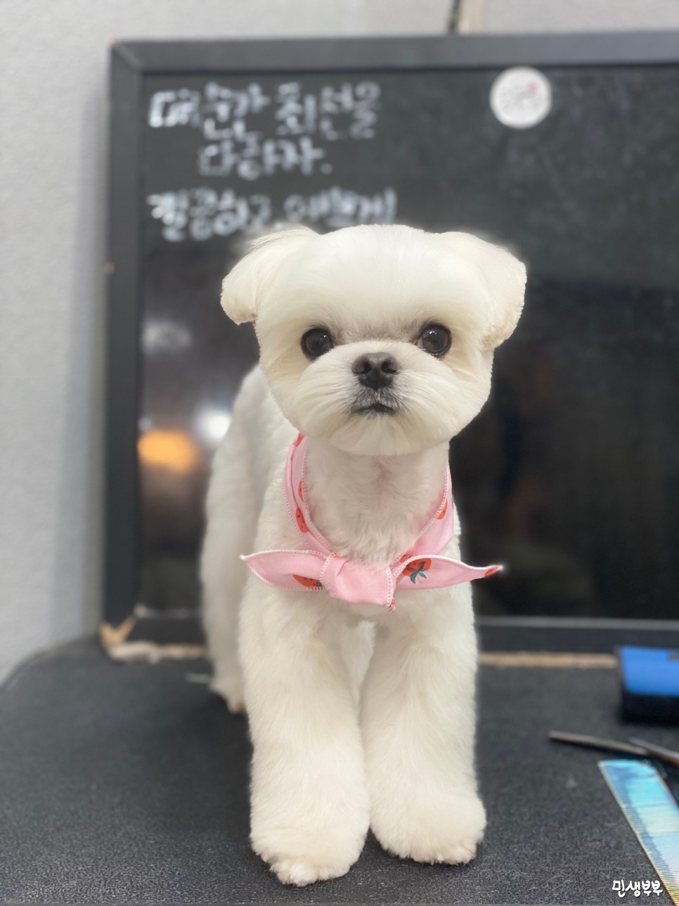 미용가위 전문샵 키스더도그 32