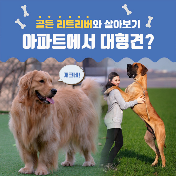  견종, 나보다는 남을 위한 선택 - 입양전 고려사향