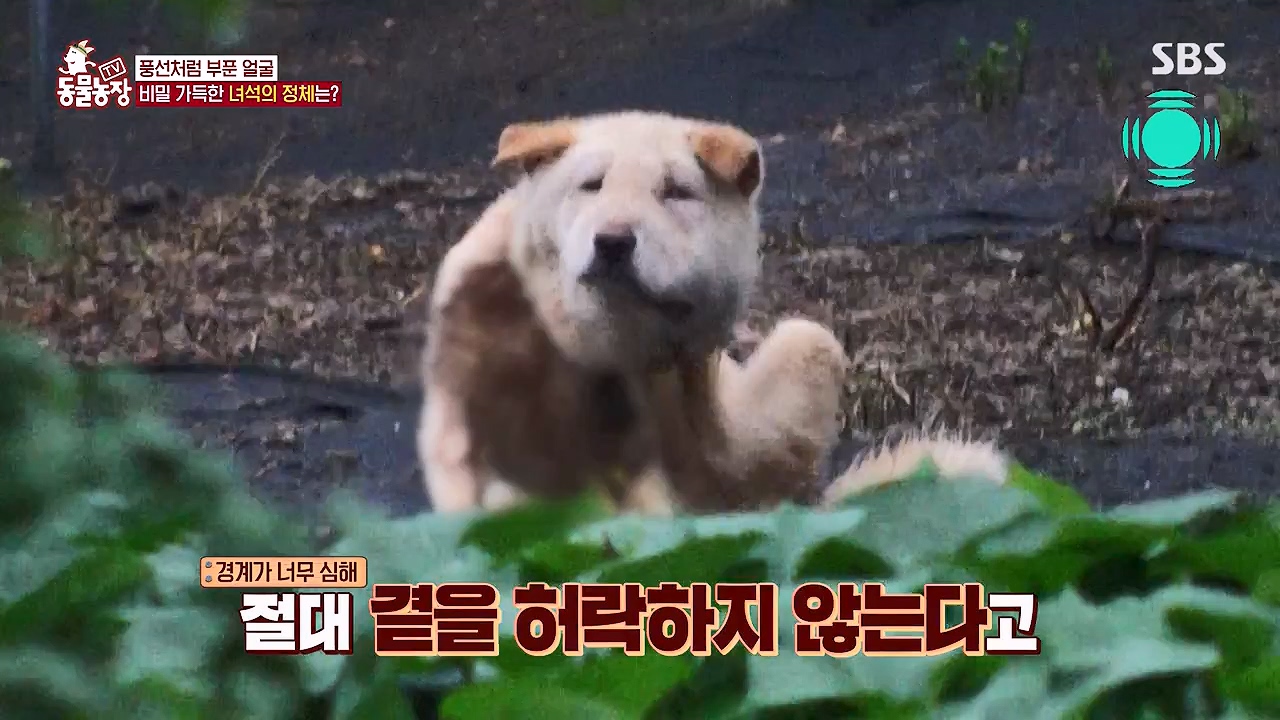 TV 동물농장.E1138.230918p-NEXT.mp4_20230917_174247.304.jpg