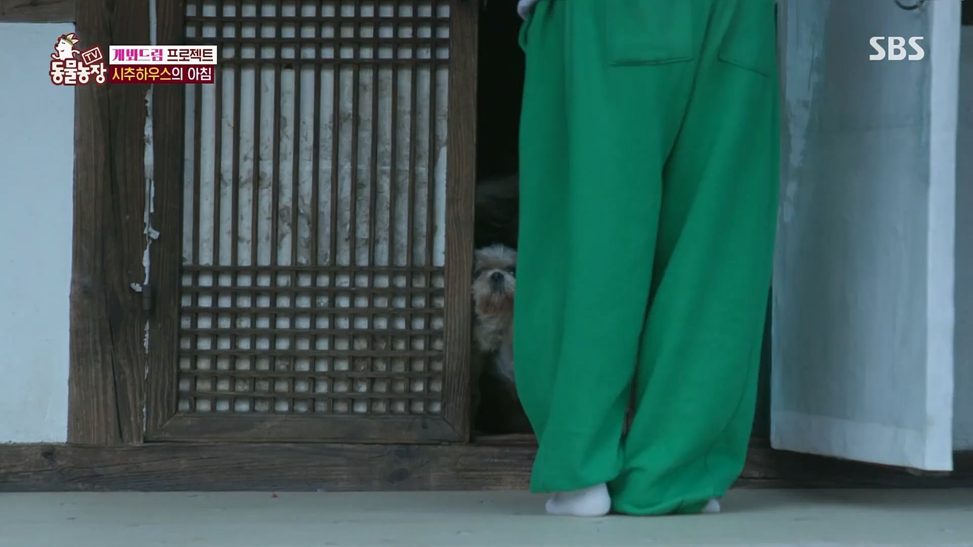 TV 동물농장.E1103.230108p.H264-F1RST.mp4_20230108_174641.477.jpg