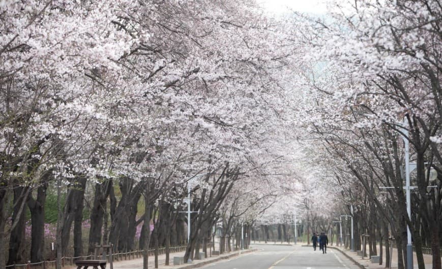 인천 벚꽃 명소인 인천대공원 풍경