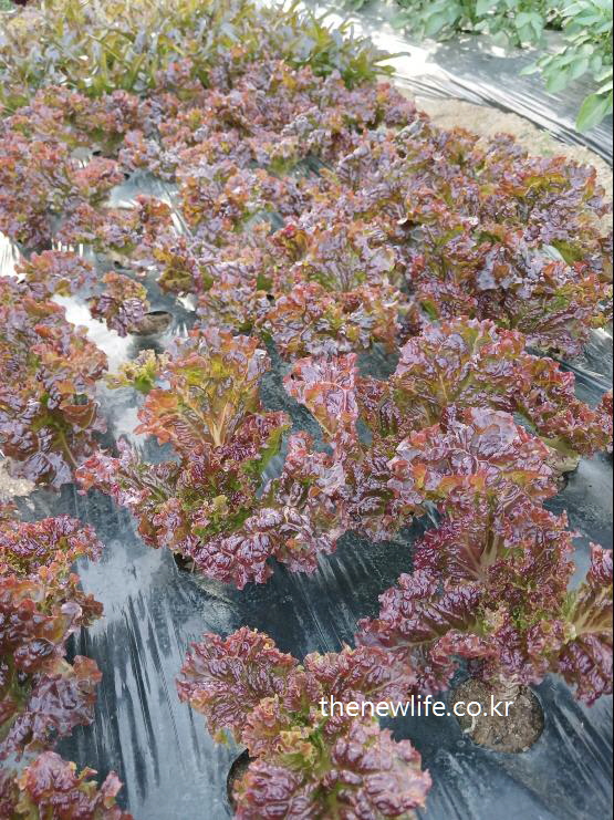 Red-tinted lettuce leaves rich in antioxidants, great for skin health and immune support-항산화 성분이 풍부한 붉은빛 상추 잎, 피부 건강과 면역력 강화에 도움