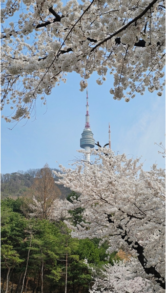 남산타워-벚꽃-데이트추천-케이블카