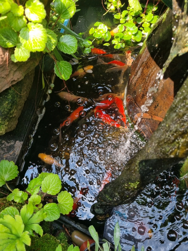물고기