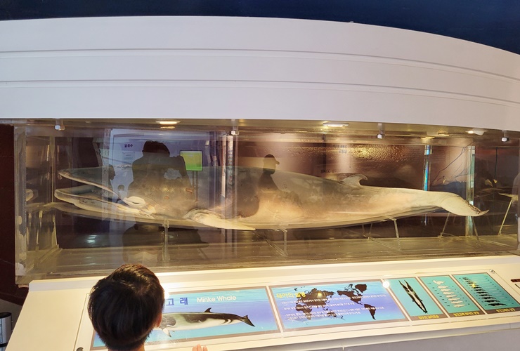 장생포고래박물관-전시실