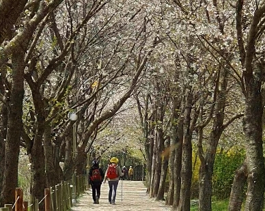 인천대공원-산책길에-활짝핀-벚꽃들