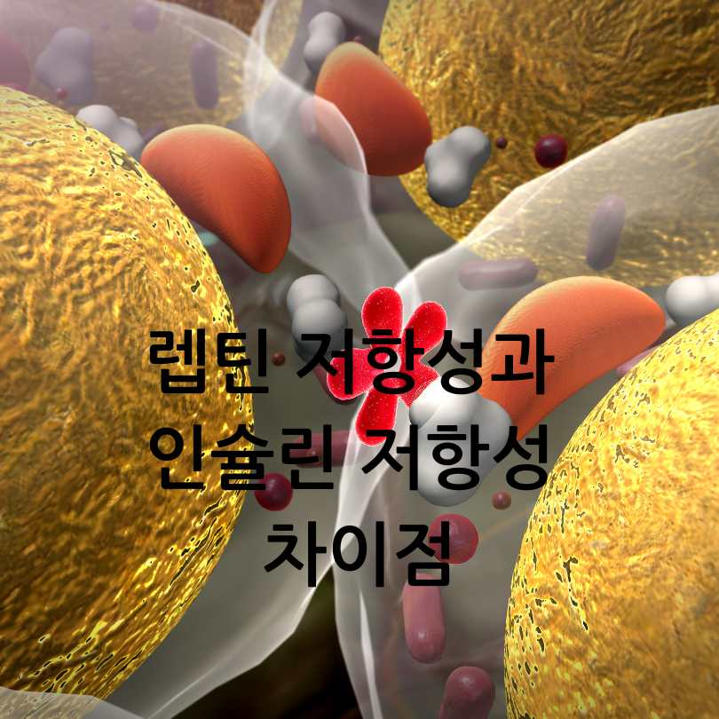 렙틴 저항성과 인슐린 저항성 차이점
