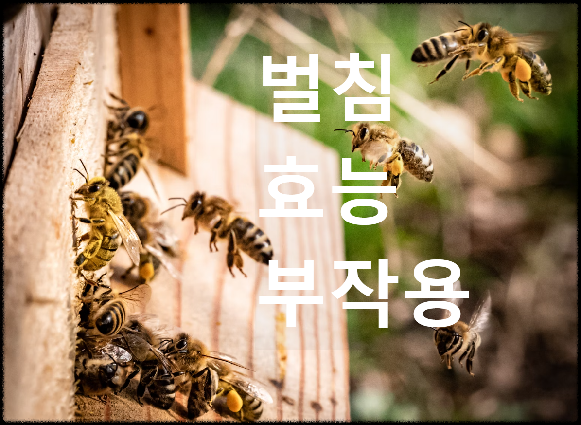 벌침 효능 부작용