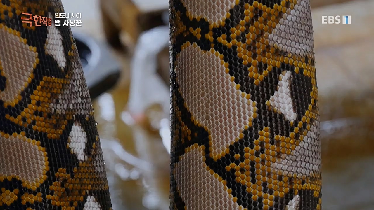 TV - 교육의 중심 EBS인도네시아 뱀사냥꾼.mp4_20221211_181510.745.jpg
