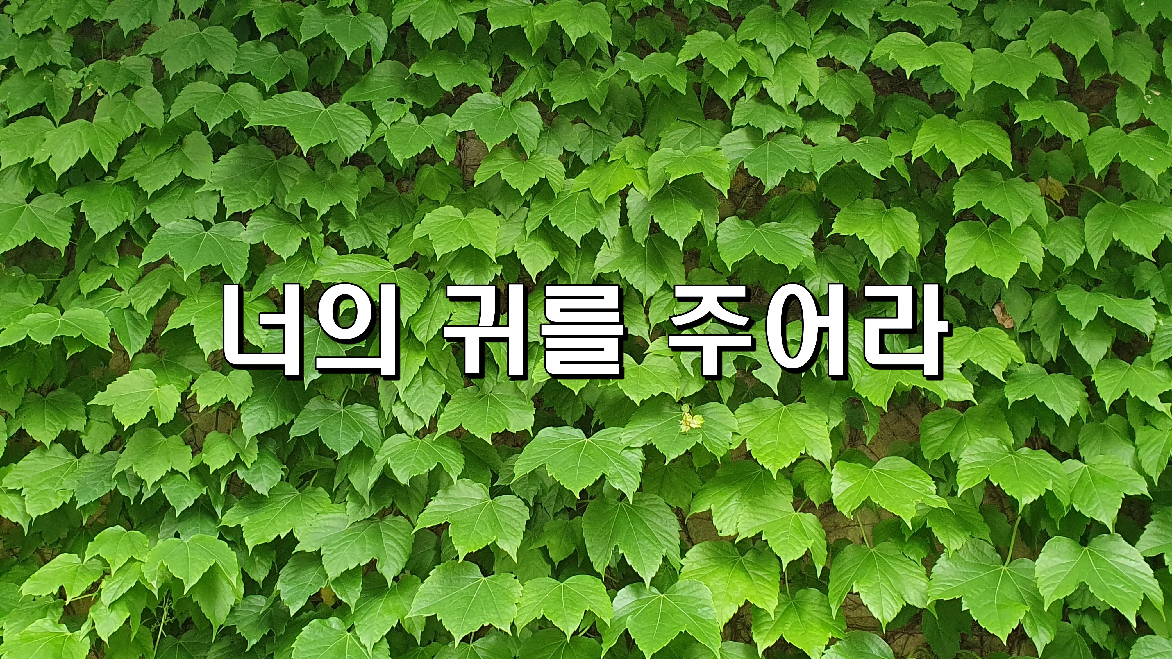  너의 귀를 주어라 [성장 명언]