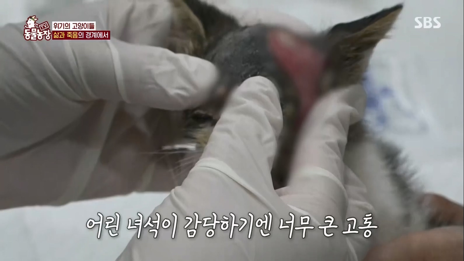 TV 동물농장.E1127.230702p.H264-F1RST.mp4_20230704_212715.838.jpg