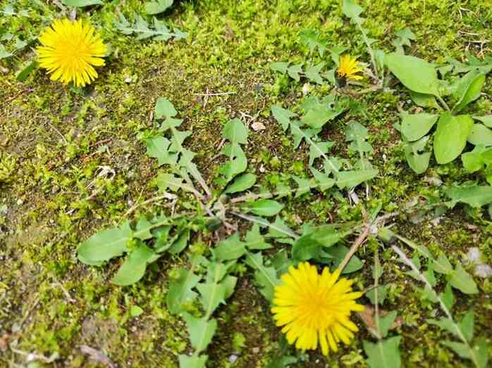 땅에 피어있는 민들레 꽃들