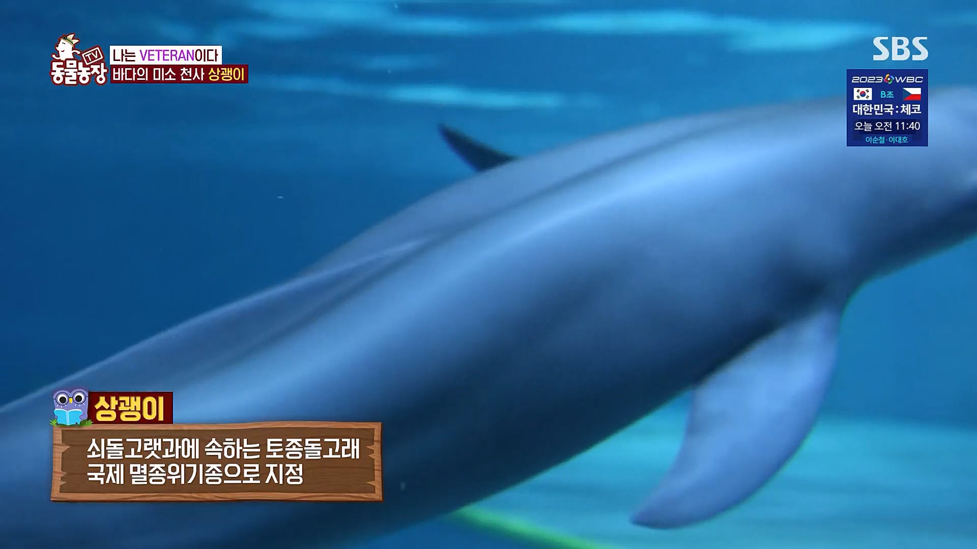 TV 동물농장.E1111.230312p.H264-F1RST.mp4_20230312_175045.630.jpg