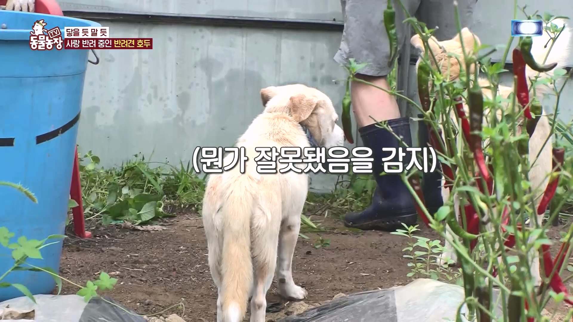 TV 동물농장.E1136.230903p.H264-F1RST.mp4_20230903_180345.981.jpg