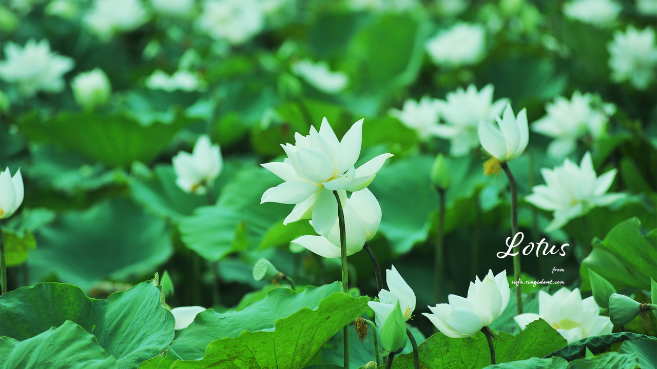 11 흰색 연꽃 C - Lotus 연꽃배경화면