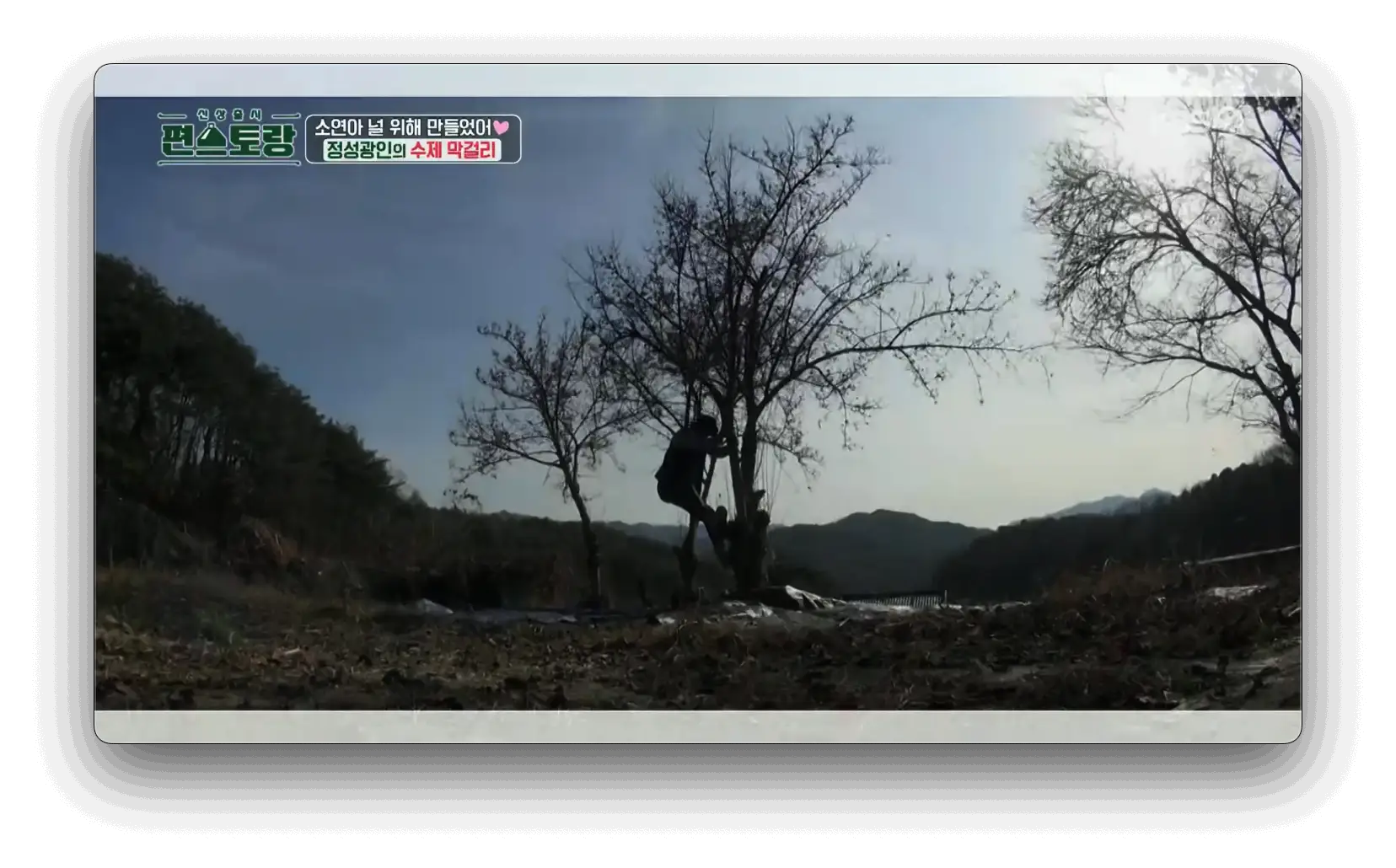 산수유 수확하기