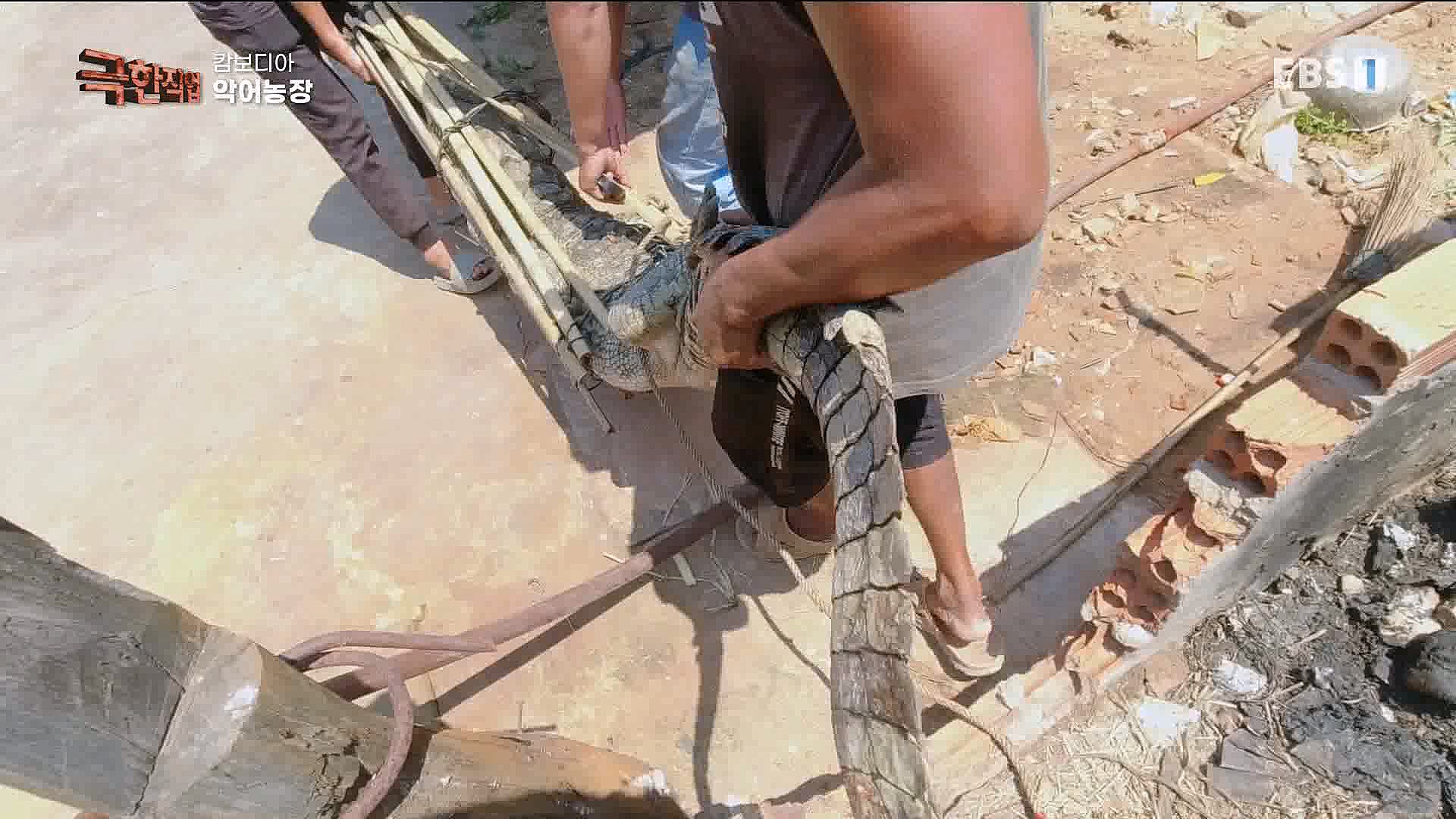 캄보디아 악어농장 230325.mp4_20230327_194956.507.jpg