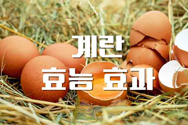  완전 식품 달걀, 계란의 정보와 영양 성분