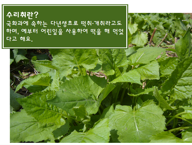 아우라지수리취떡 이미지