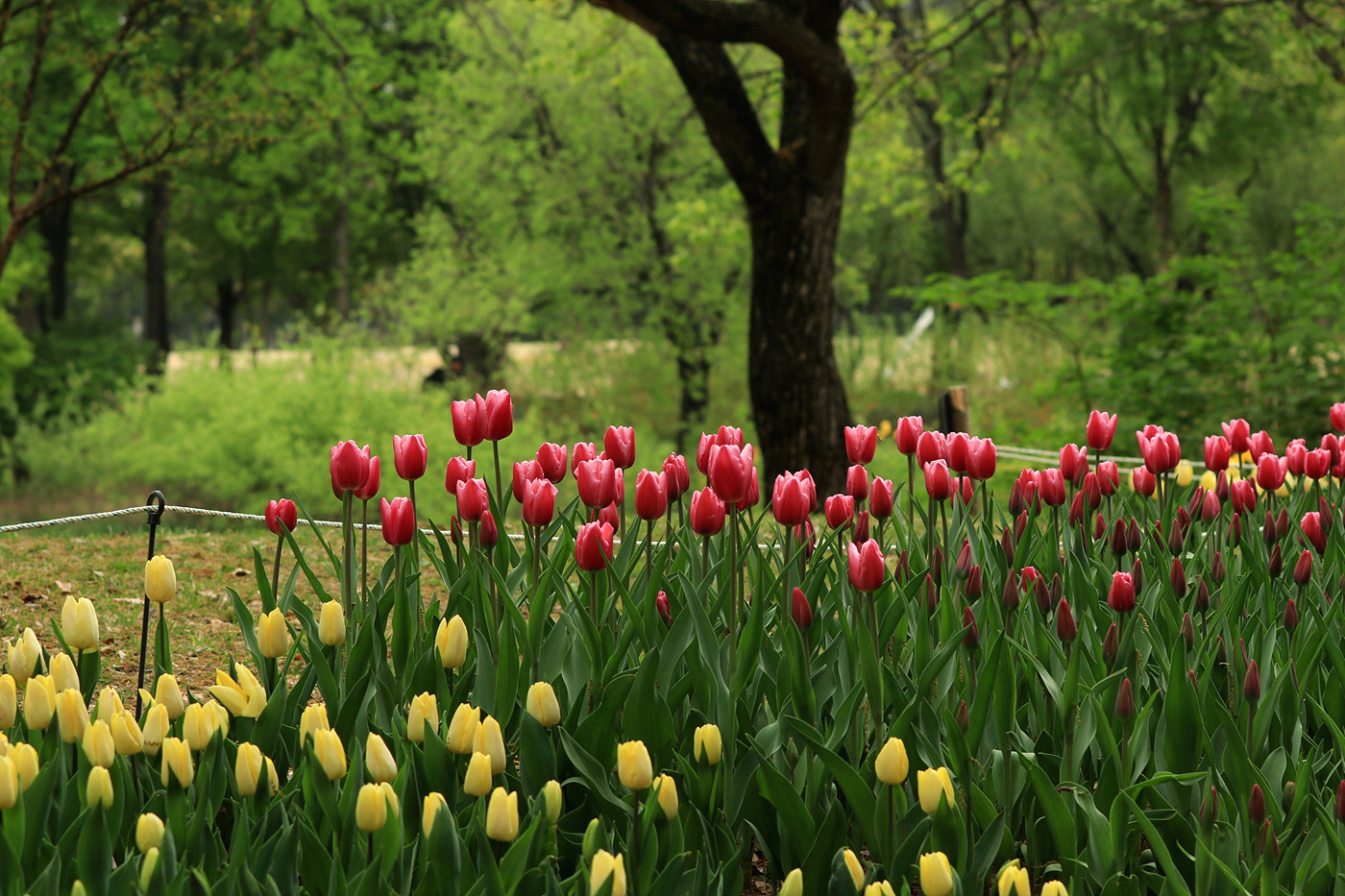 주말 서울숲 튤립 개화 현황… 10