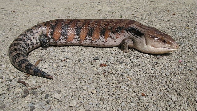 푸른혀도마뱀(블루텅스킨크,Eastern Blue-Tongued Skink)의 모습