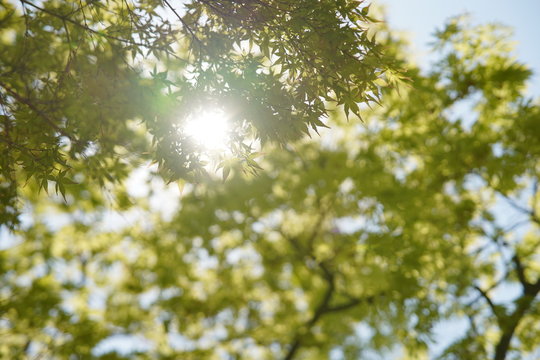 tree beside sun