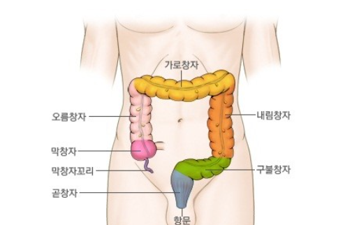  충수