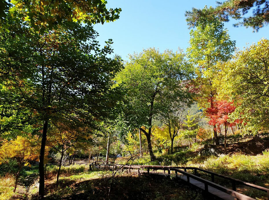 유명산자연휴양림