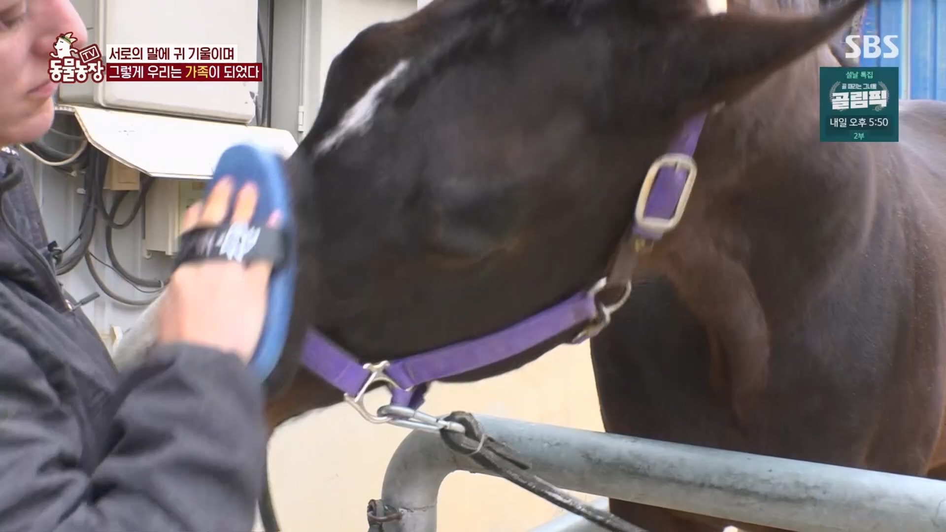 TV 동물농장.E1158.240211p.H264-F1RST.mp4_20240211_194059.980.jpg