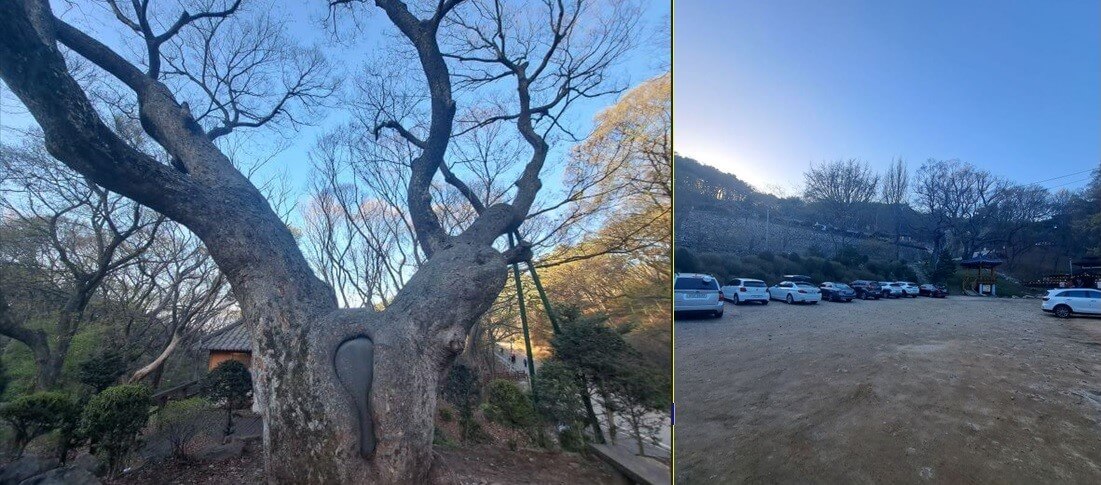 백련사-주차장-느티나무