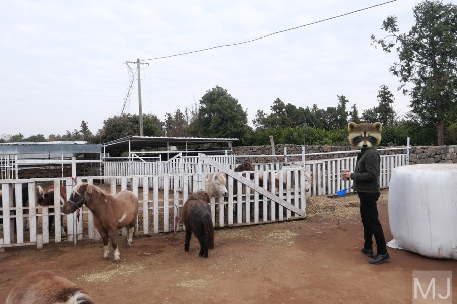 어린왕자 체험 in 감귤밭 카페 25