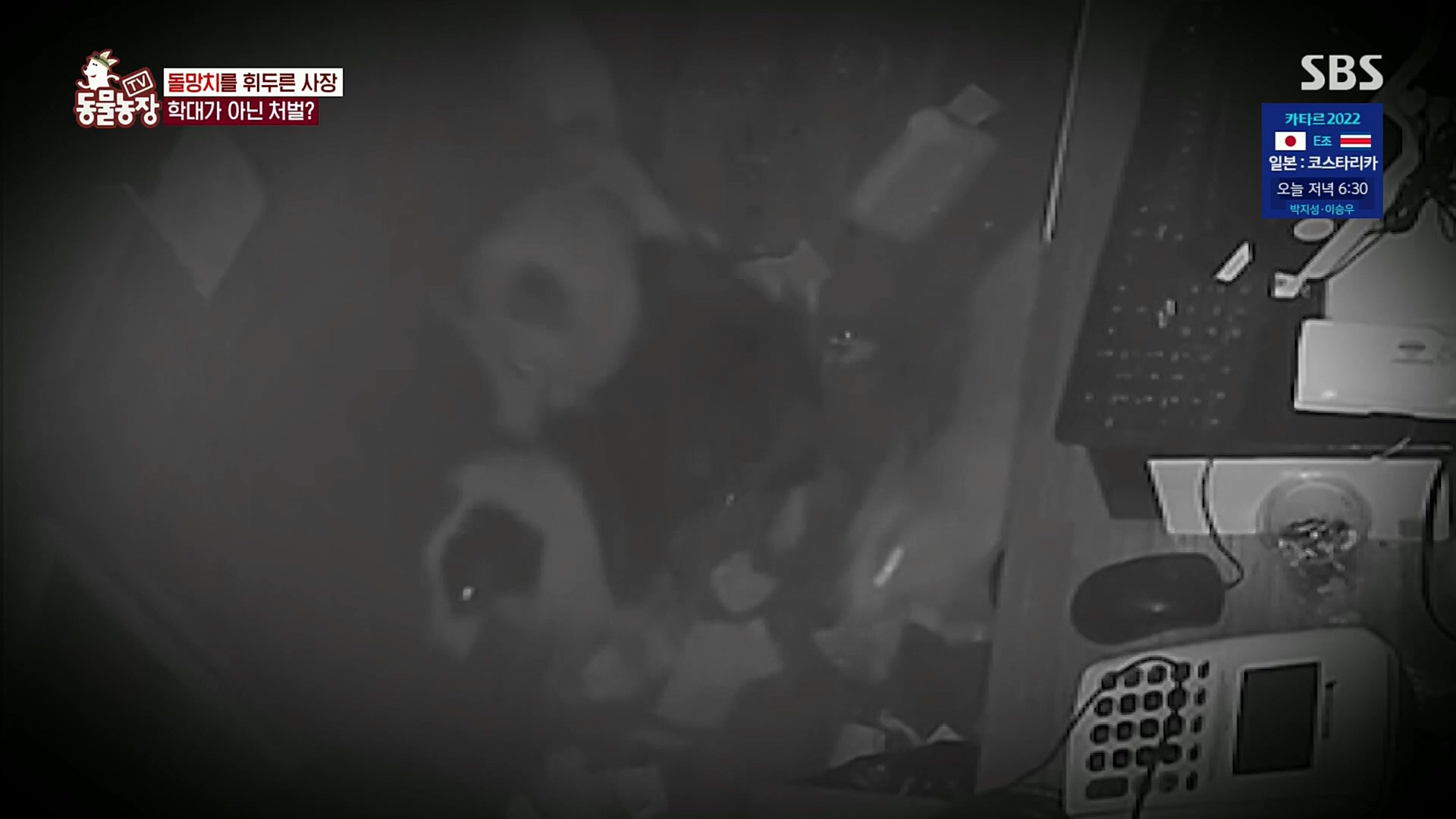 TV 동물농장.E1097.221127p.H264-F1RST.mp4_20221127_181710.008.jpg