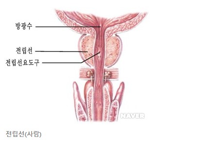 전립선비대증방광염