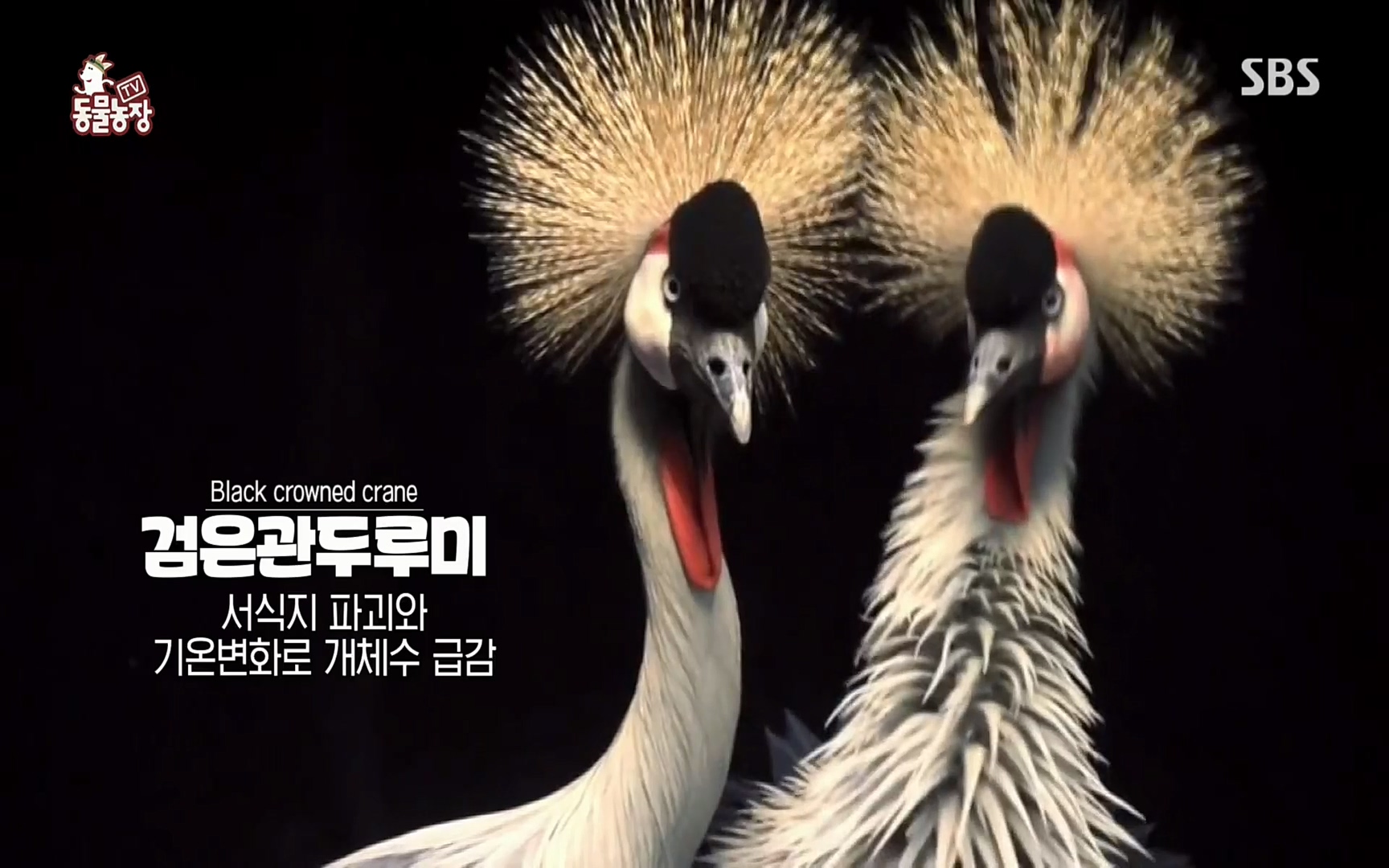 TV 동물농장.E1066.220424p.H264-F1RST.mp4_20220424_194535.188.jpg
