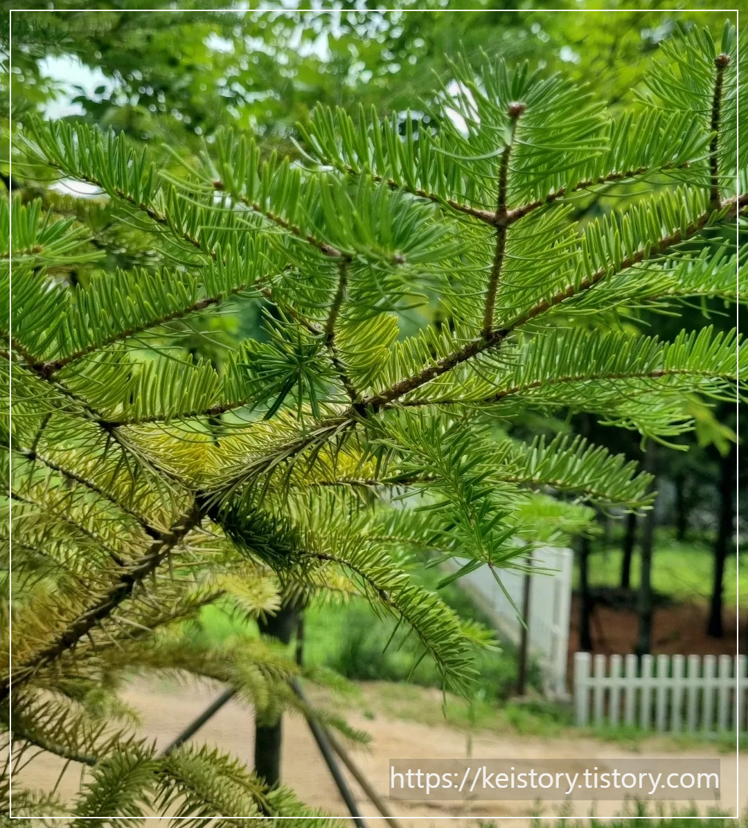  전나무, 전나무의 효능