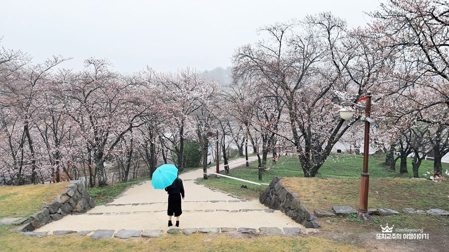 선진리성 벚꽃나무 아래로 파란색 우산을 든 여자가 걸어가고 있다