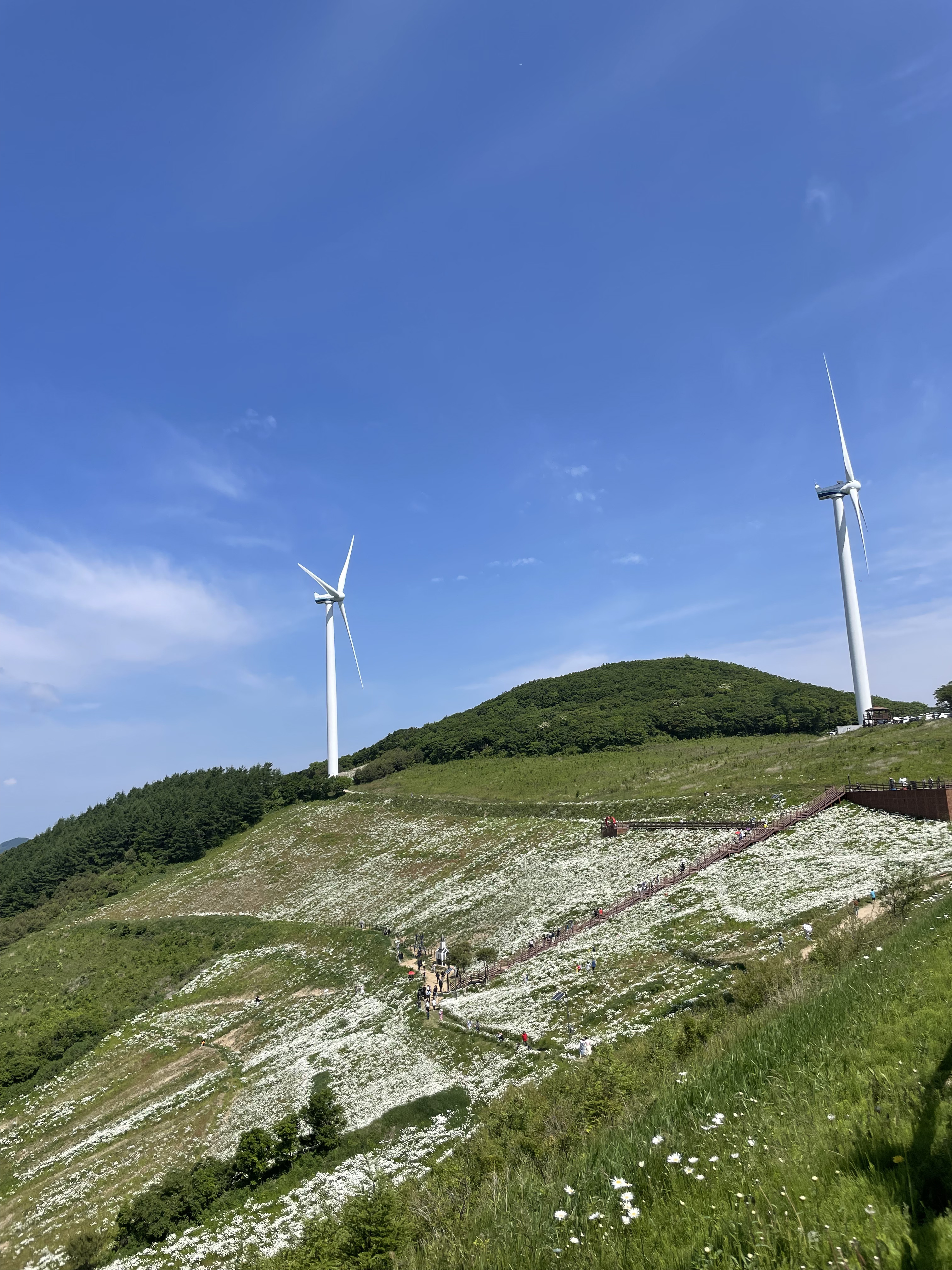평창 청옥산 육백마지기 샤스타 데이지 꽃밭 여행