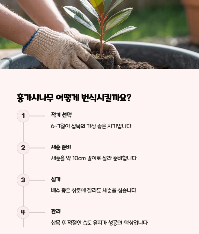 홍가시나무 삽목시기