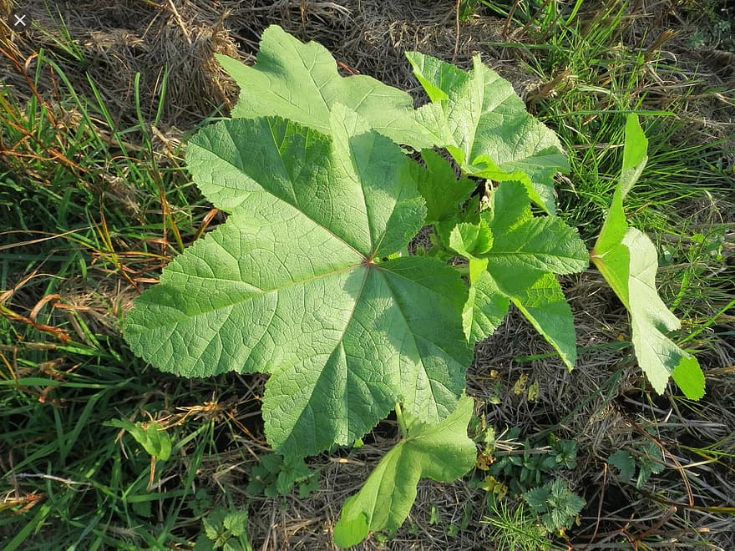  아욱 (CHINESE MALLOW) 효능 부작용 섭취법은?