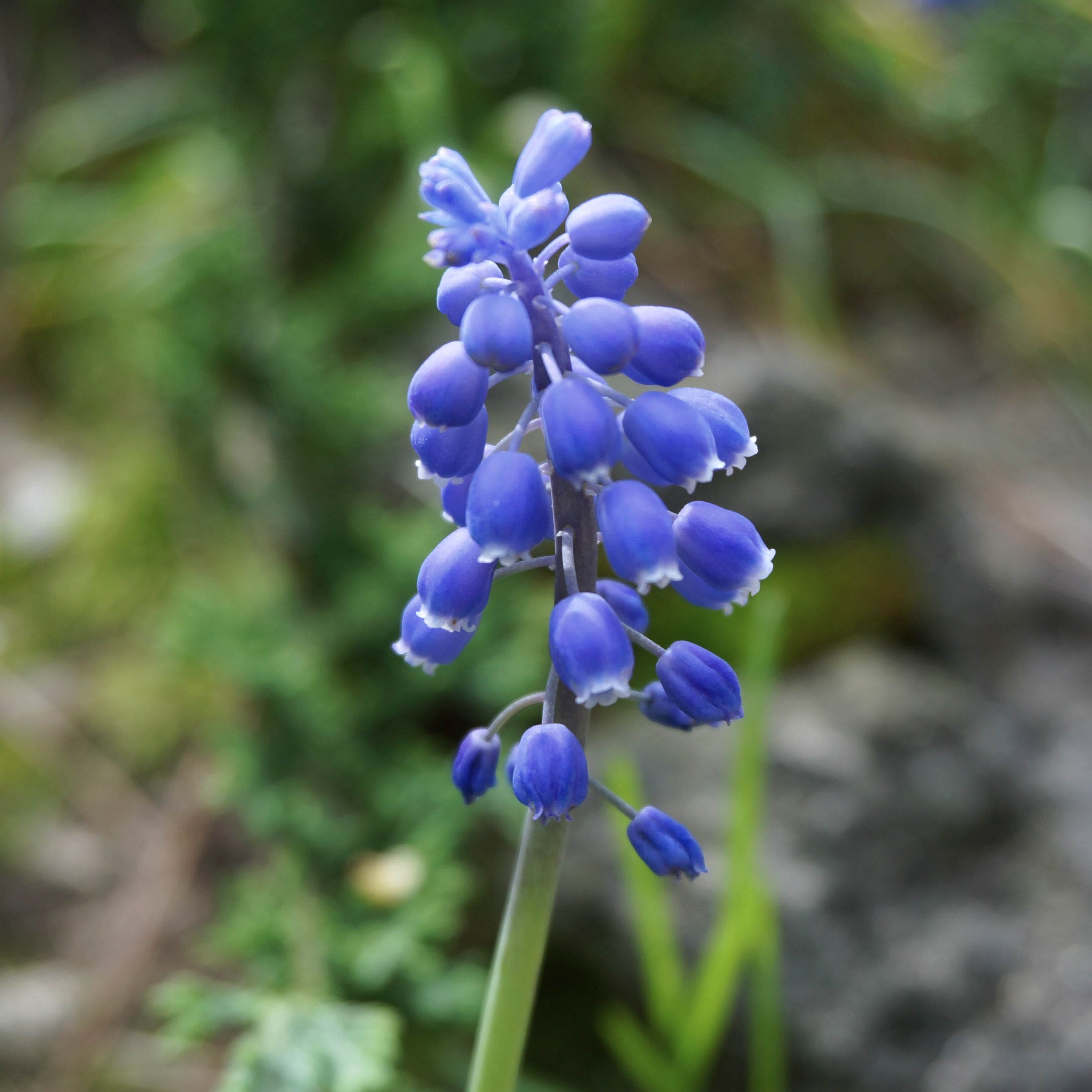 Muscari armeniacum